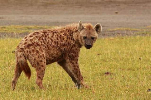 A hyenák pudálisak? A hyenák pudálisak?